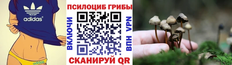 Галлюциногенные грибы Psilocybe  Калуга 